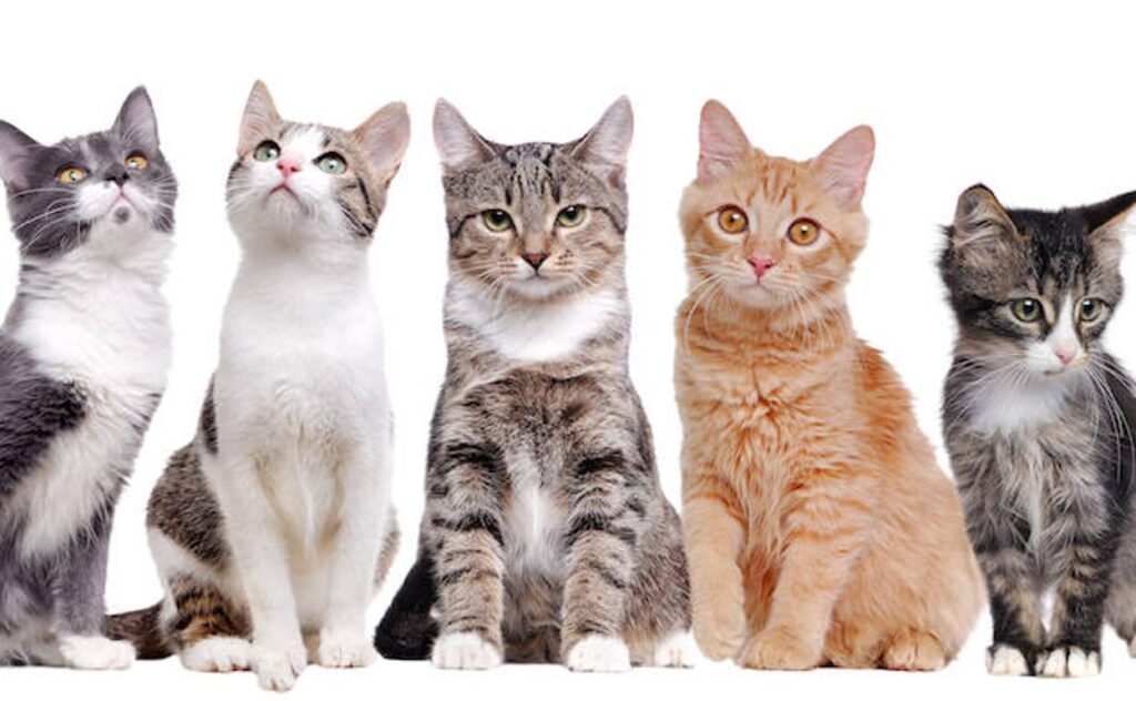 1000 nombres de gatos hembra