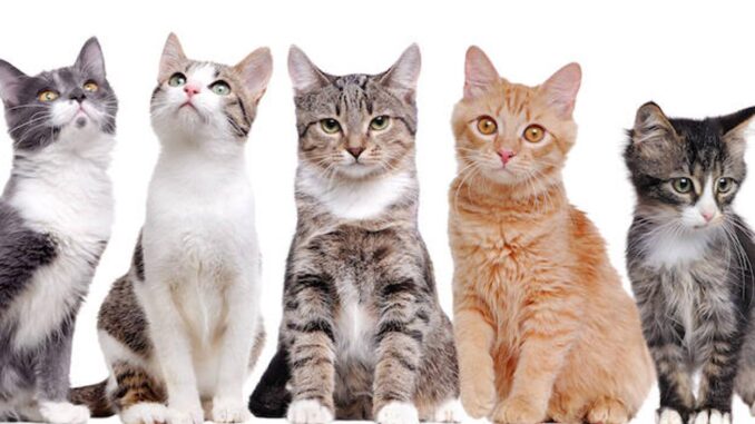 1000 nombres de gatos hembra 1000 nombres de gatos hembra