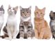 1000 nombres de gatos hembra
