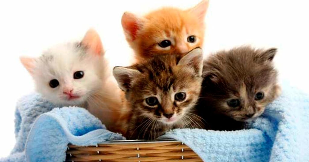 1000 gatos