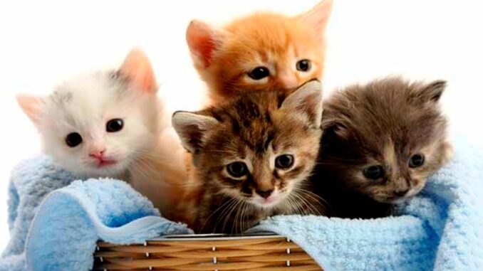 1000 gatos