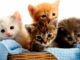 1000 gatos