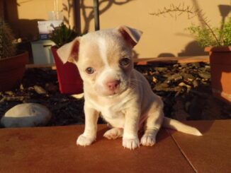 hembra-chihuahua
