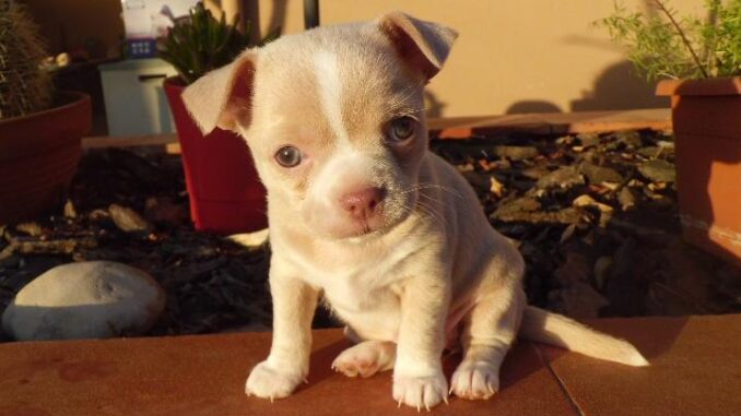 hembra-chihuahua
