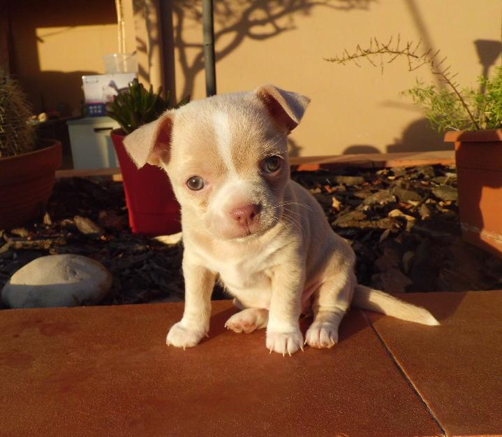 hembra-chihuahua