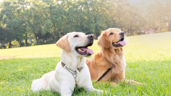 50 nombres para perros hembra