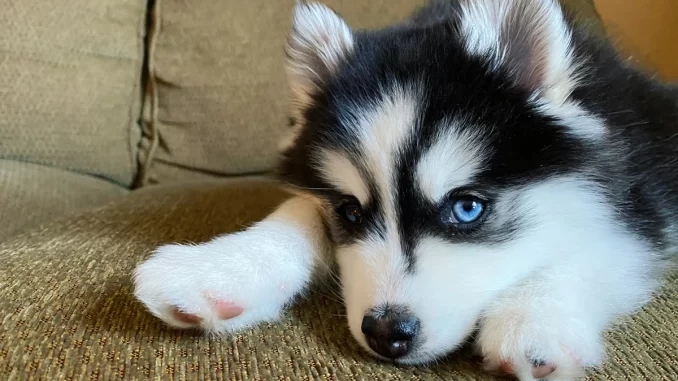 50 nombres para perros macho