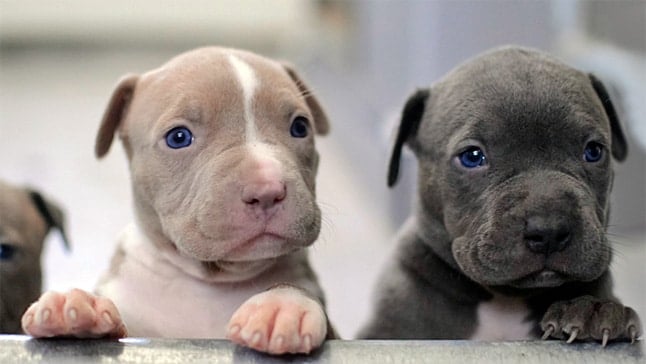 50 nombres para perros pitbull