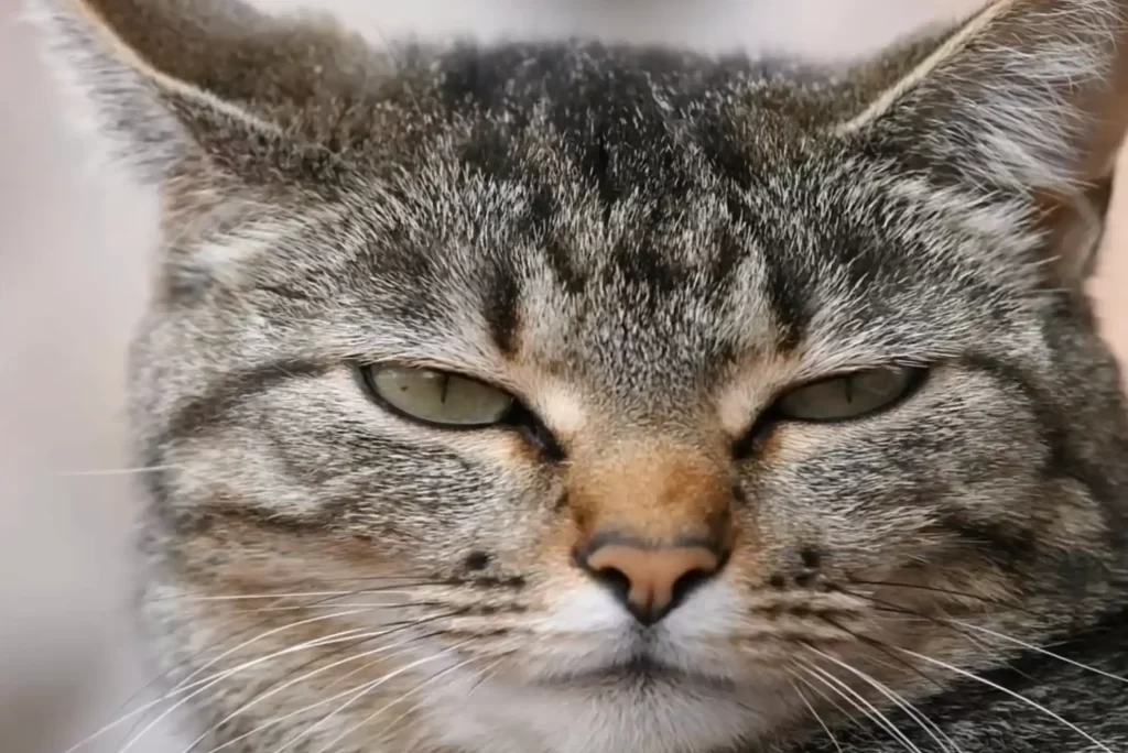 nombre-gato-gris