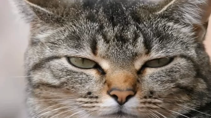 nombre-gato-gris nombre-gato-gris
