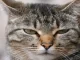 nombre-gato-gris
